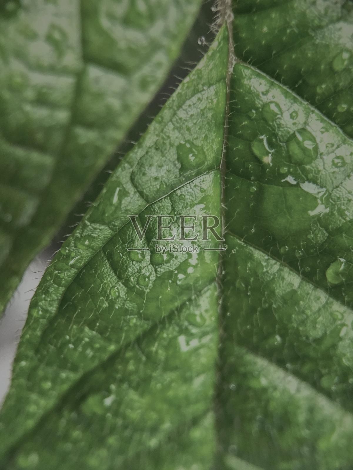 绿色的树叶和雨滴照片摄影图片