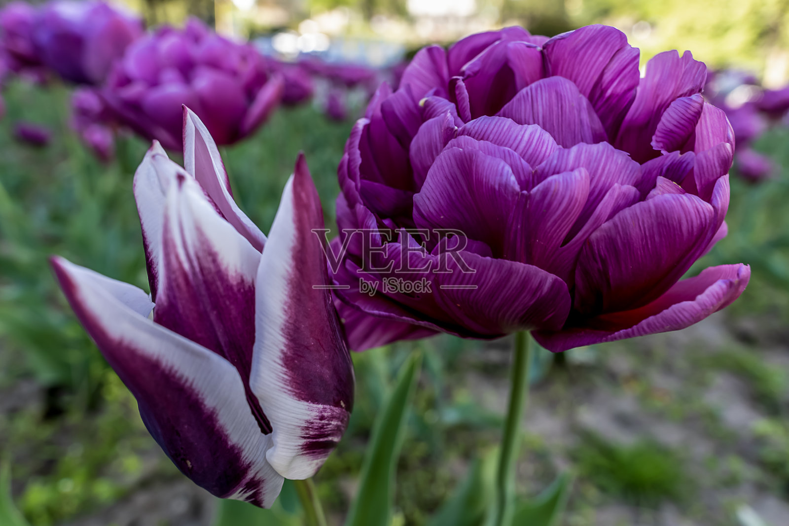 春天在公园里生长的郁金香。春天的背景照片摄影图片
