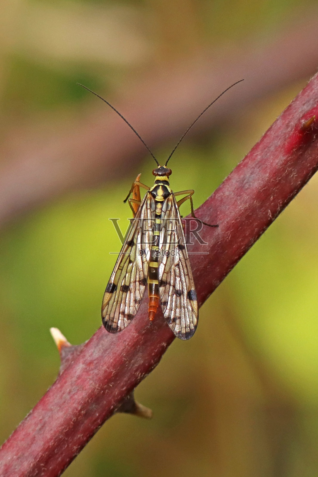 Panorpa蠊。照片摄影图片