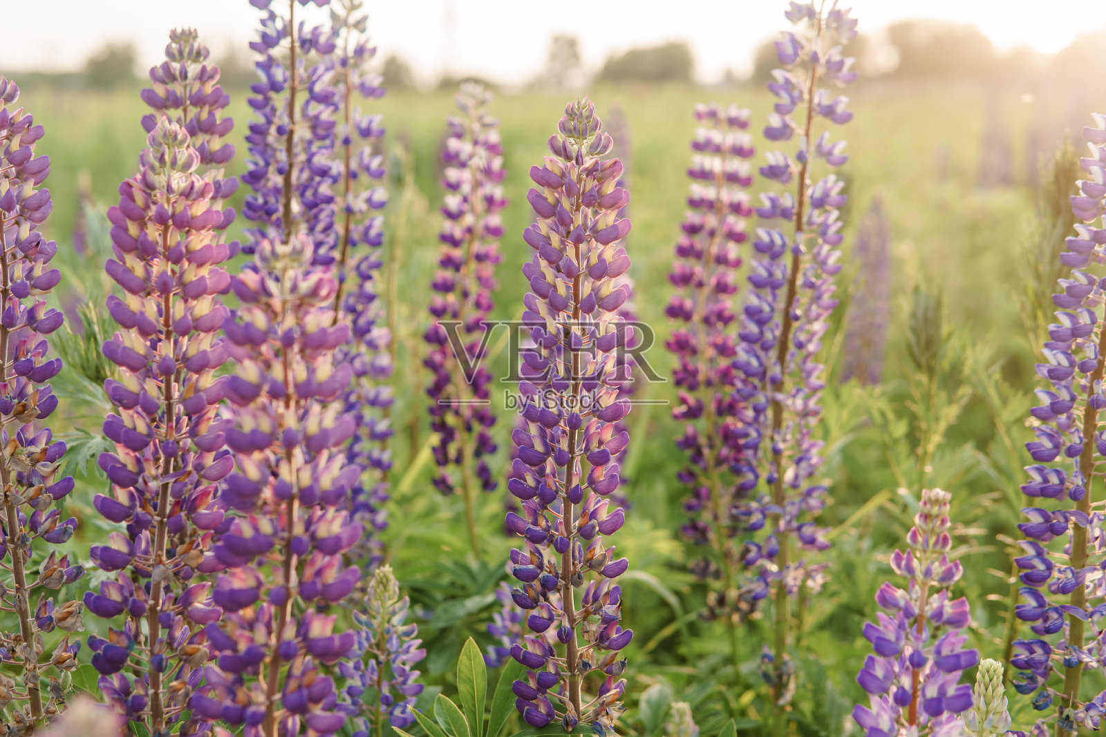 自然界羽扇豆花的照片照片摄影图片