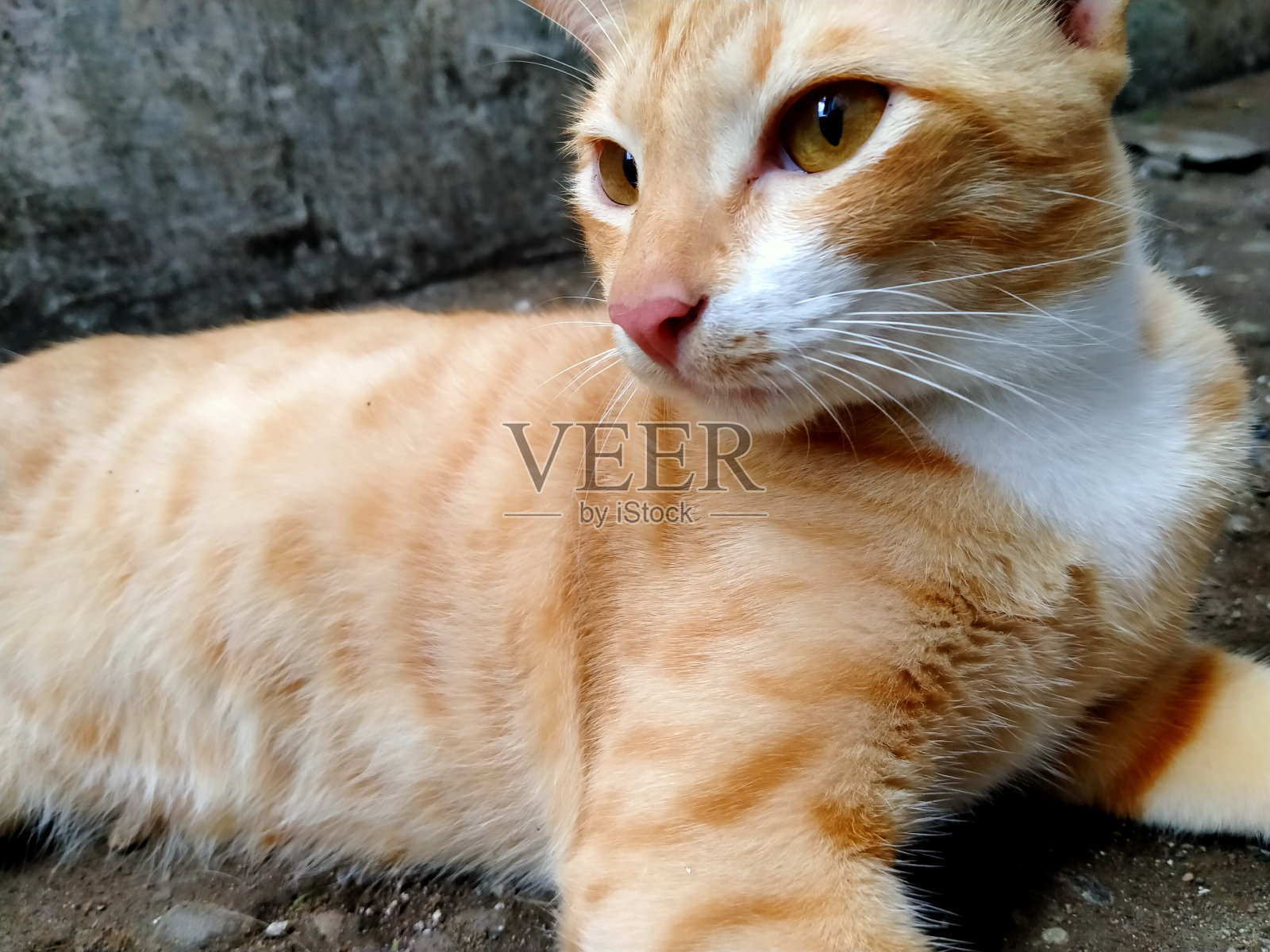 一只橙色的猫正在放松。可爱可爱的宠物。橙色的毛茸茸的动物。照片摄影图片