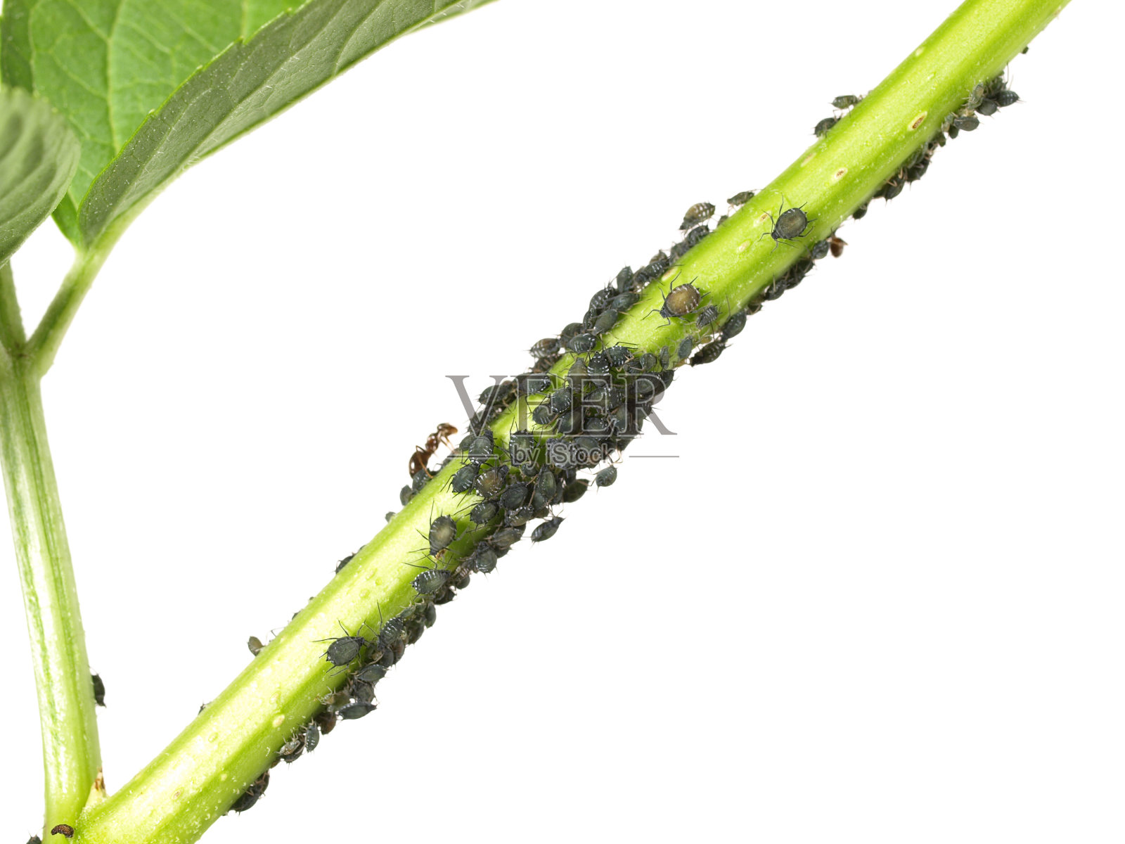 白色背景上的植物茎上的黑蚜虫照片摄影图片