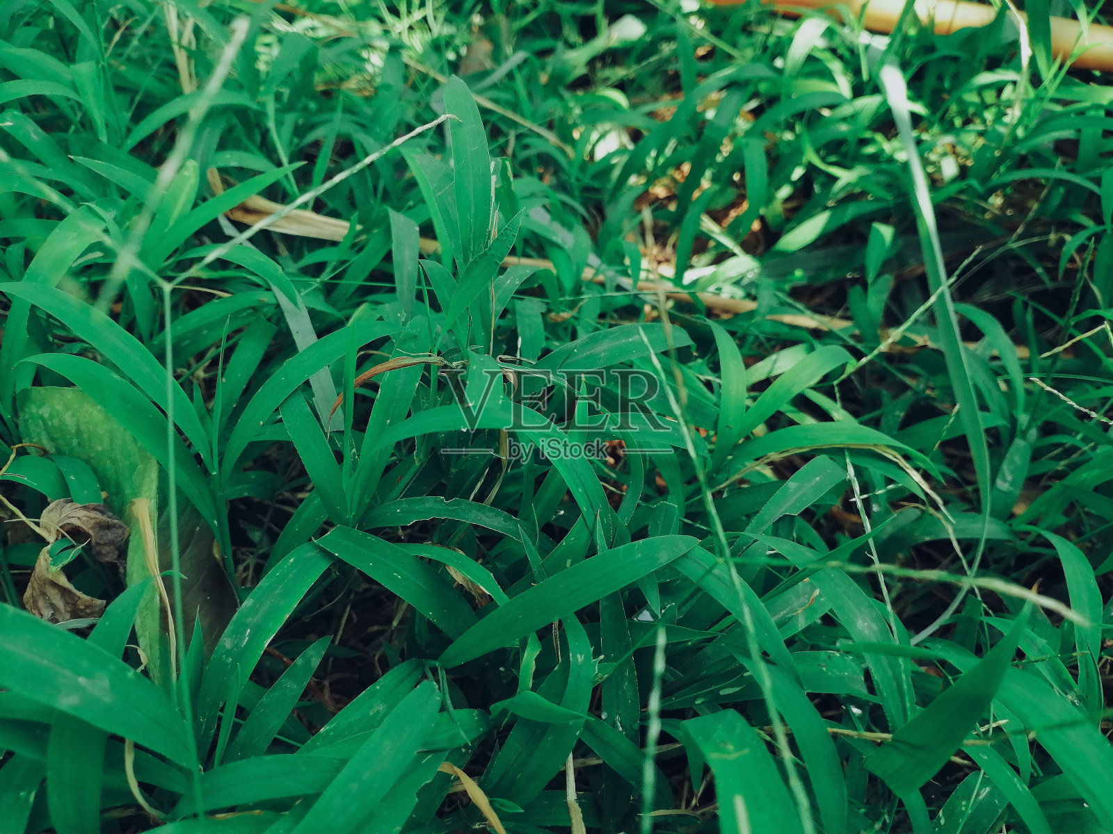 绿草叶的背景或纹理照片摄影图片