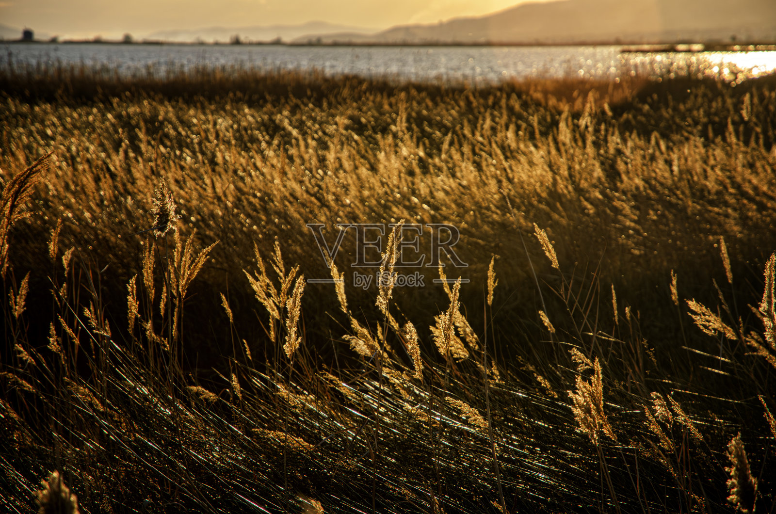埃布罗三角洲是位于西班牙的一个大湿地和独特的自然区域。照片摄影图片