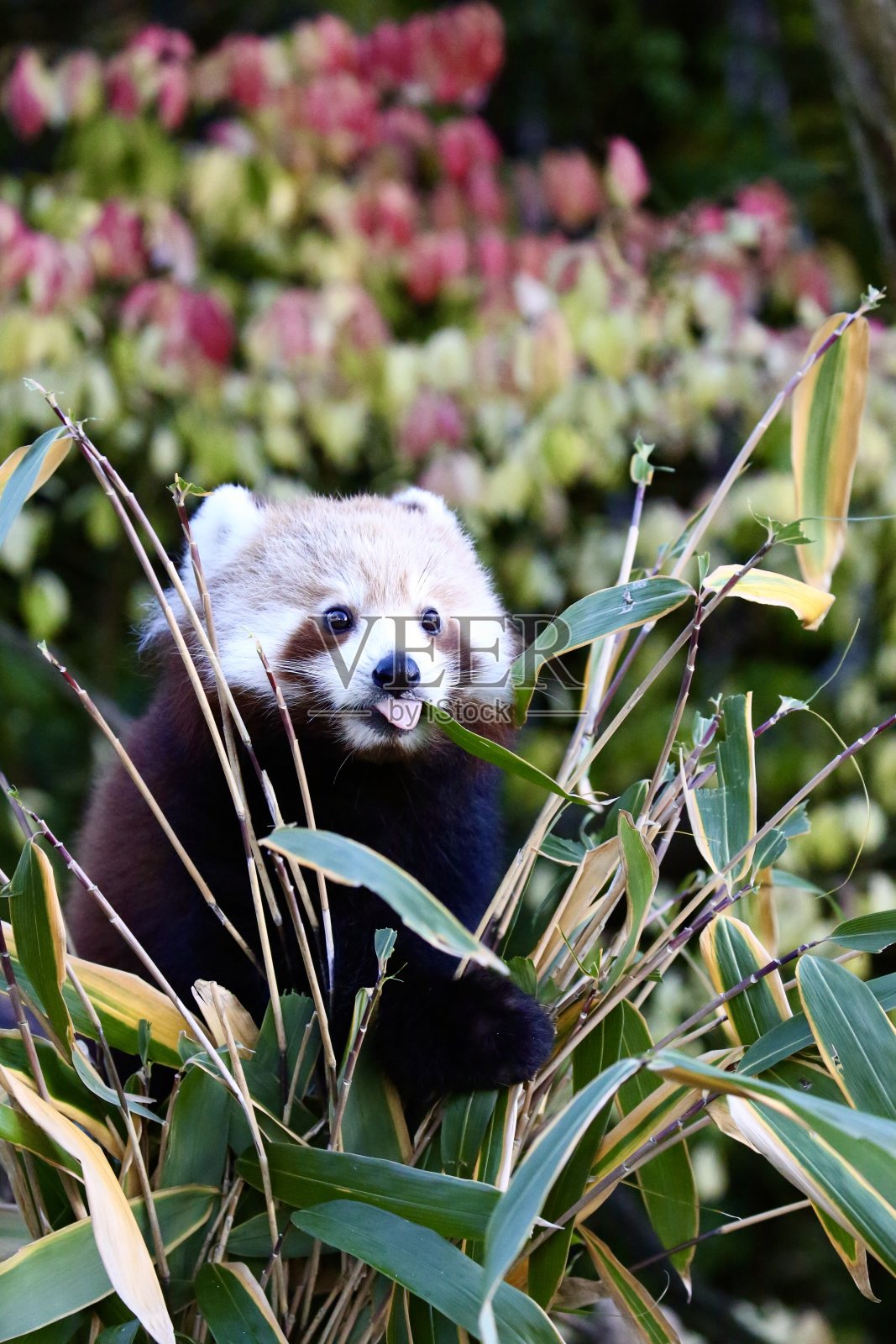 红熊猫照片摄影图片