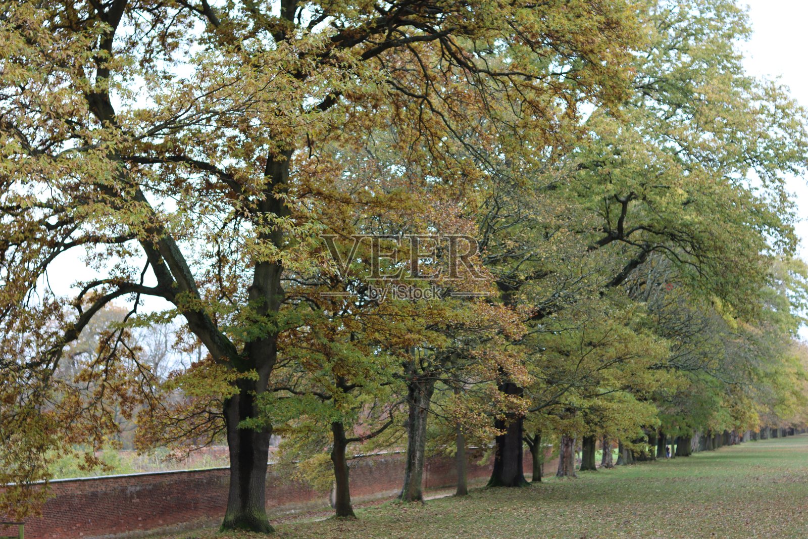 秋天沿着古树林荫道的景色照片摄影图片