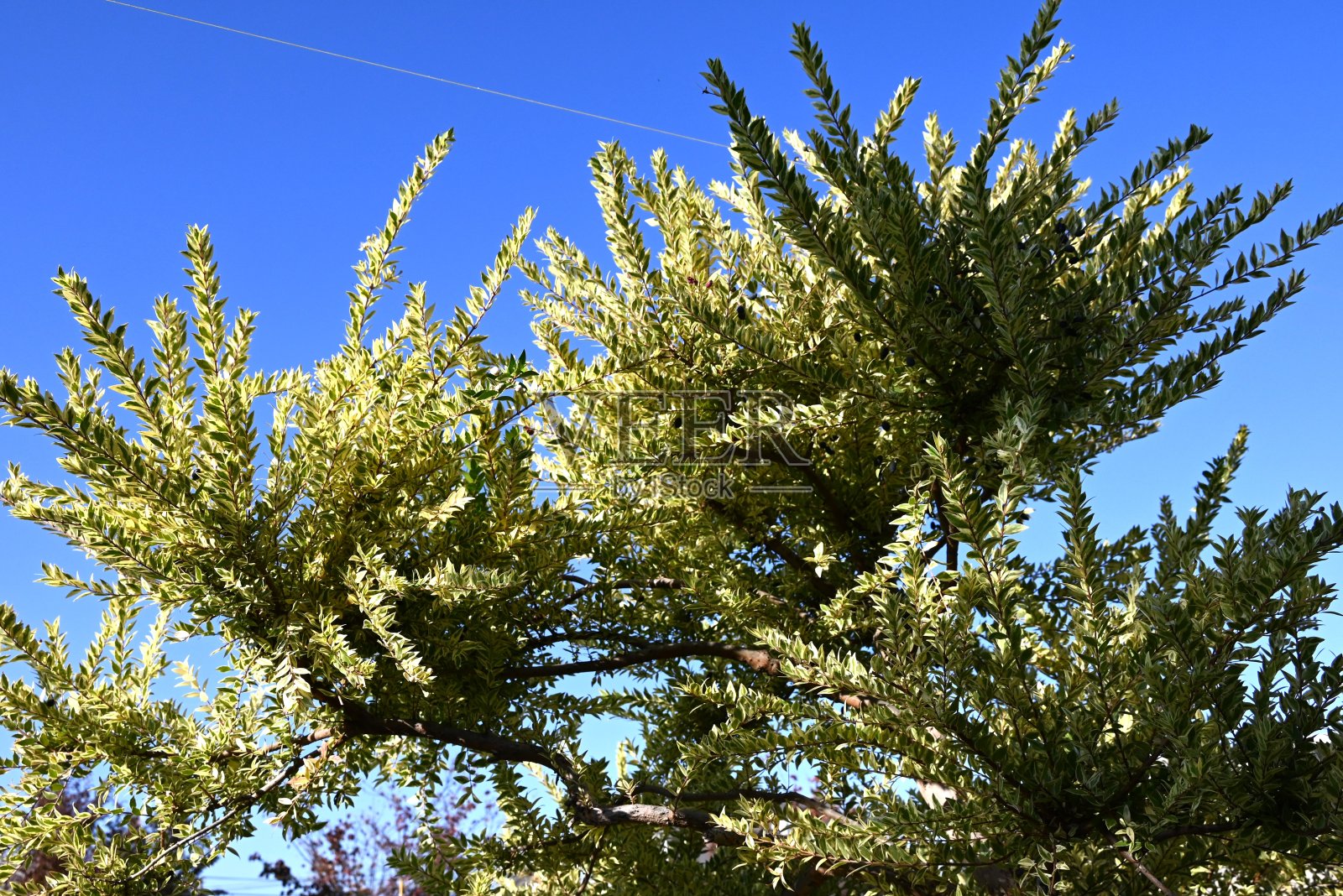 杂色桃金娘(Myrtus communis) ' Variegata '。桃金娘科常绿灌木。照片摄影图片