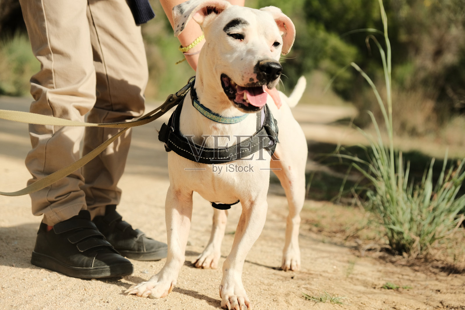 一家人自愿遛狗。照片摄影图片