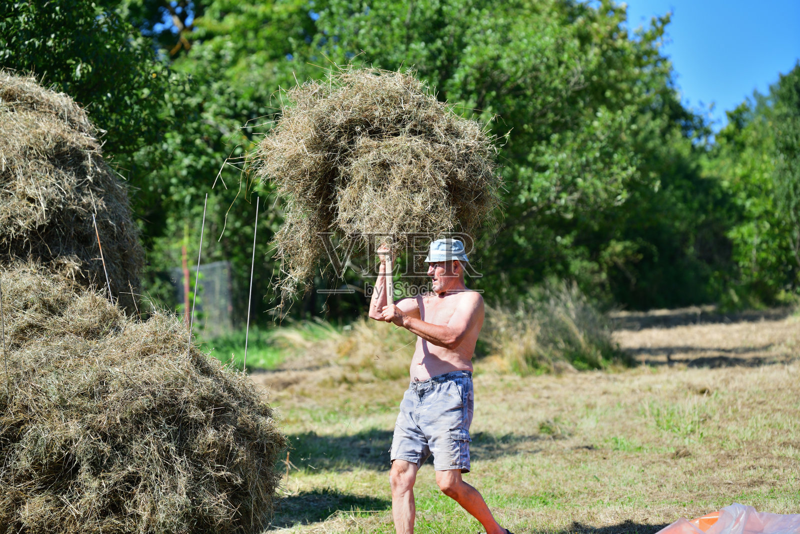 农民在田间用叉子手动收集干草照片摄影图片