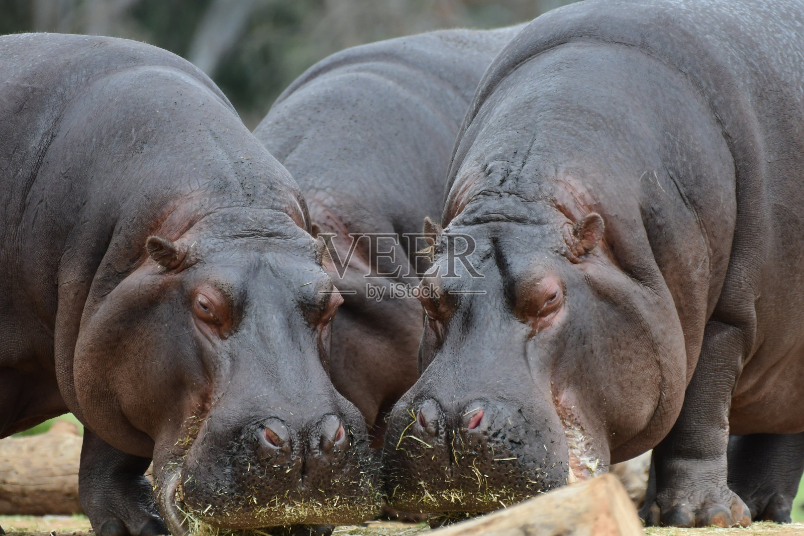 河马照片摄影图片
