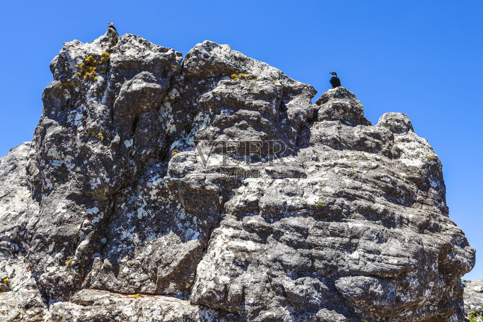 岩石上的鸟照片摄影图片