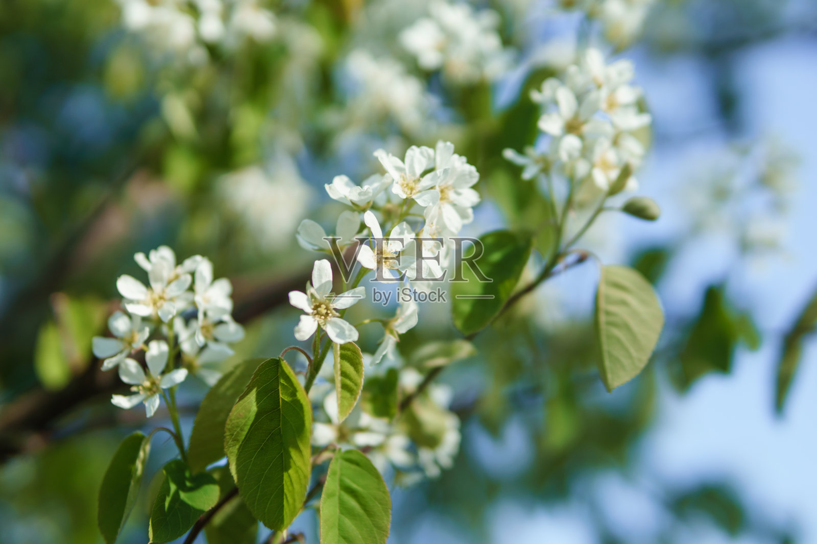 盛开的樱花枝头与白色的花朵特写,背景是春天的自然。植被的宏观图像,特写与景深。照片摄影图片