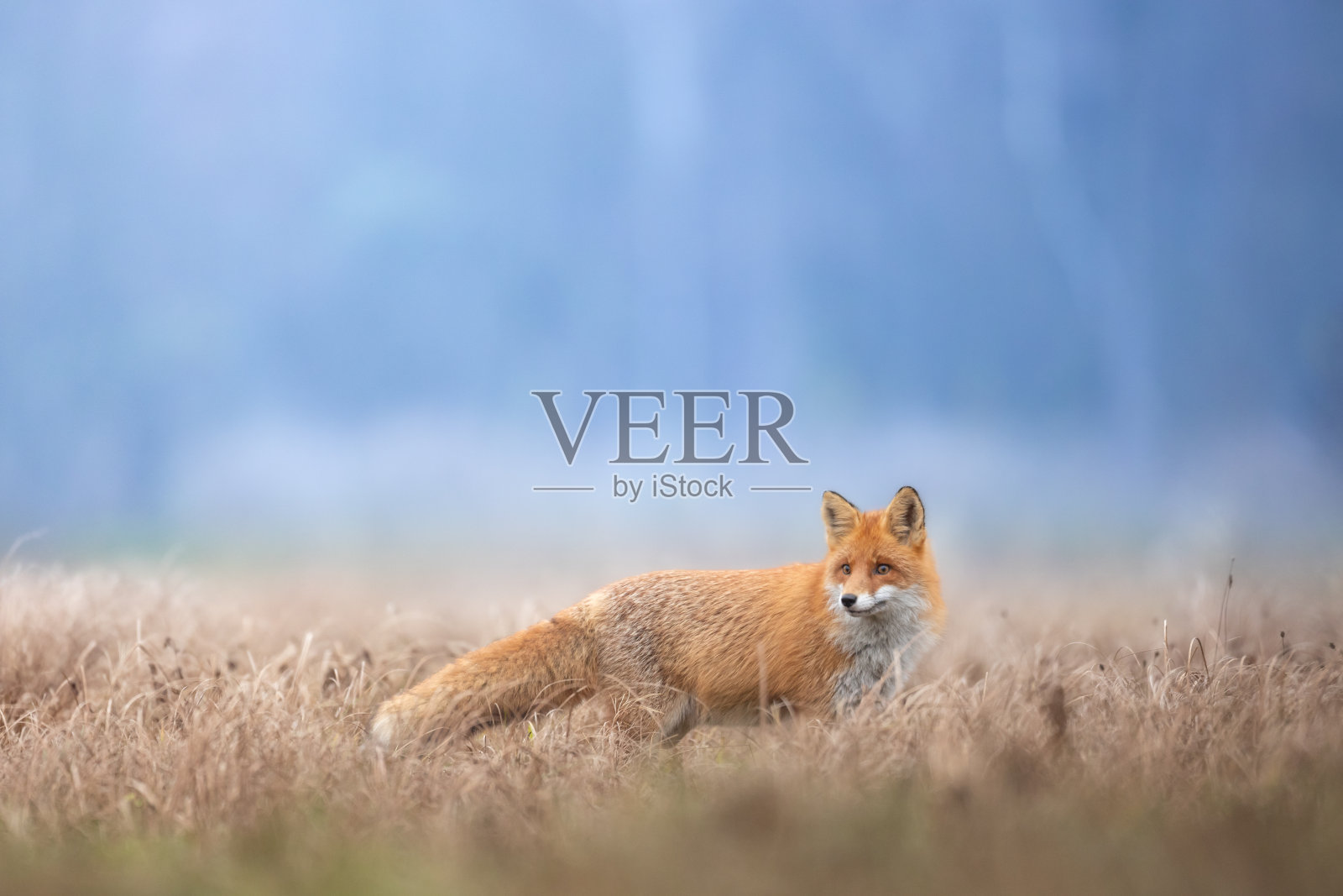 哺乳动物赤狐秃鹫草甸风景,波兰欧洲,动物在草甸间行走照片摄影图片