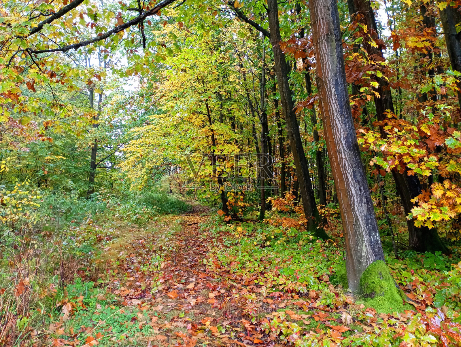 秋天森林里的一条小路。枯黄秋叶的橡树枝悬在路上。冬天前森林里非常温暖的日子。在森林里散步和徒步旅行。照片摄影图片