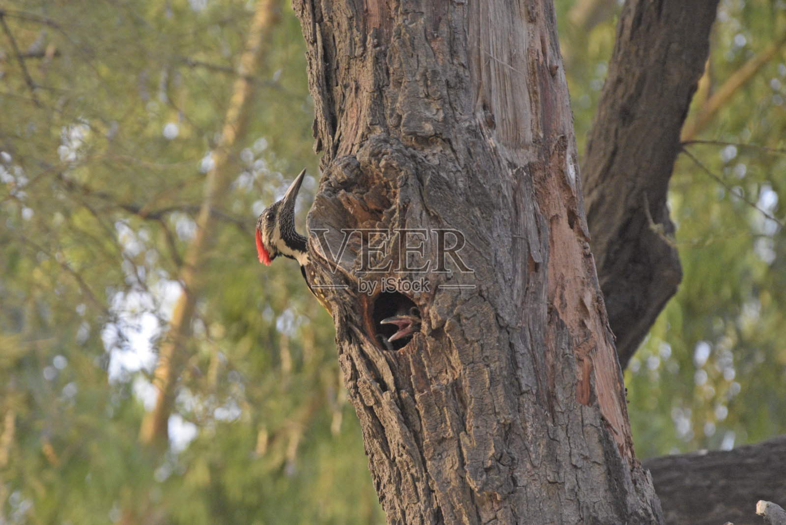 树洞里的啄木鸟照片摄影图片