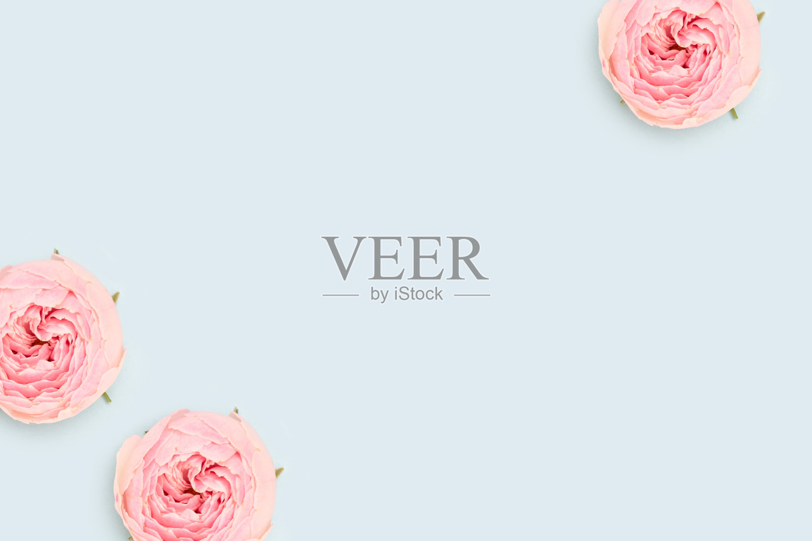 粉红色的玫瑰花散落在蓝色的背景上。照片摄影图片