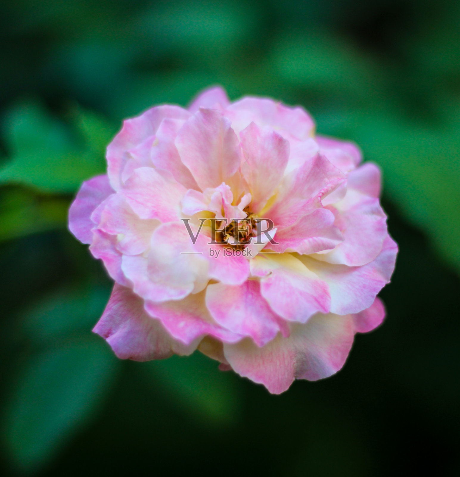 花照片摄影图片