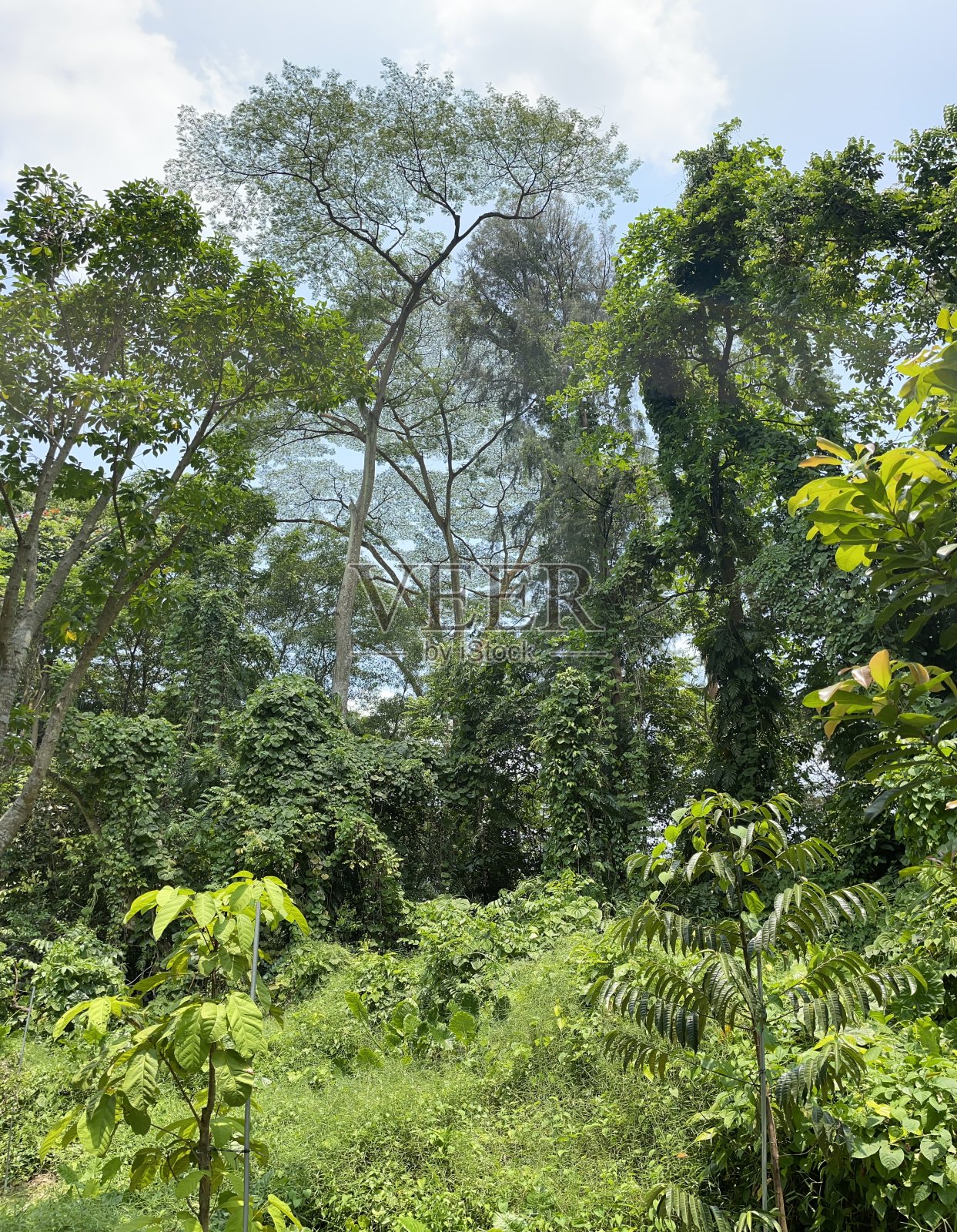 新加坡旅游图片照片摄影图片