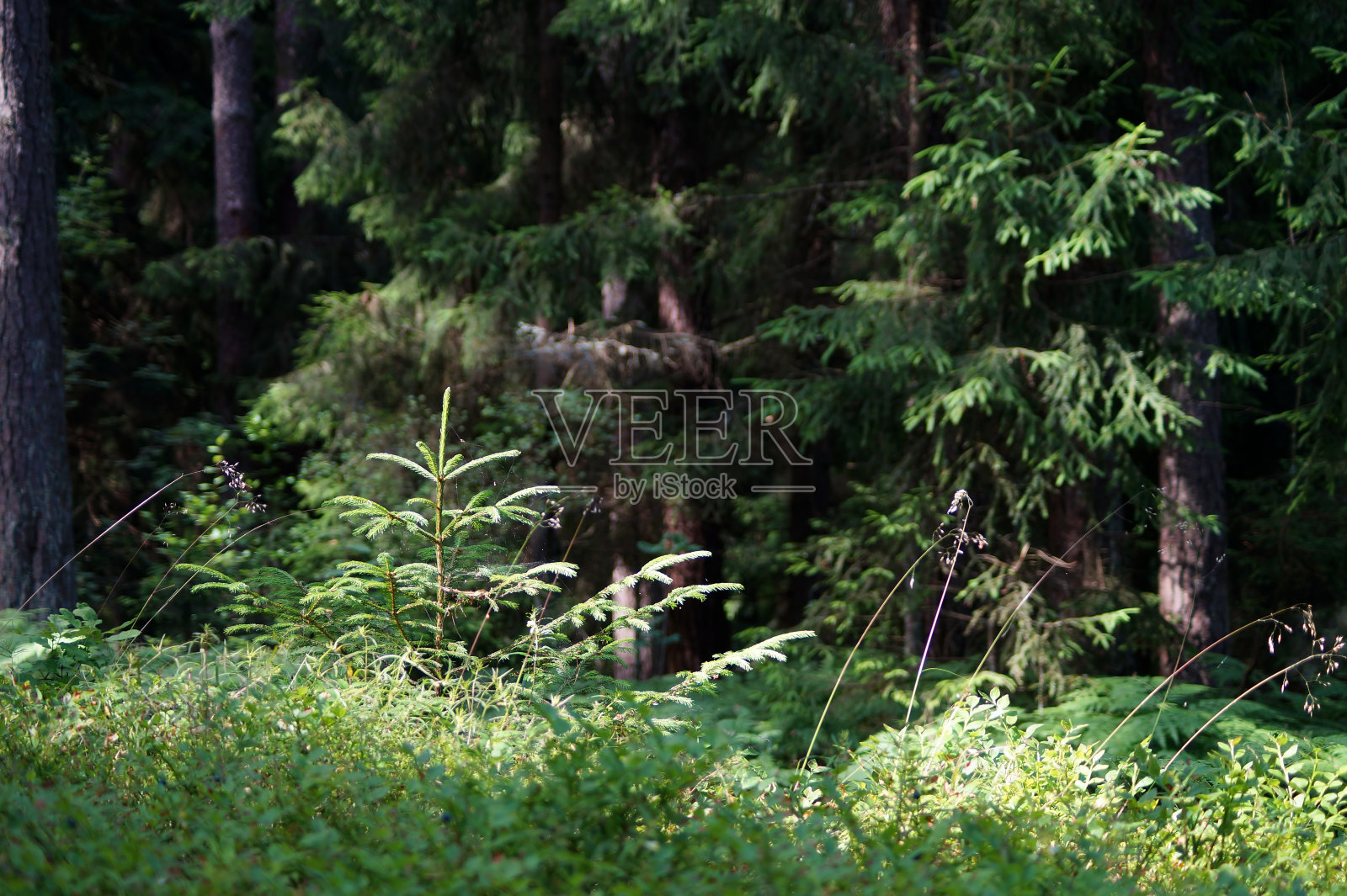 森林里草丛中的小云杉。照片摄影图片