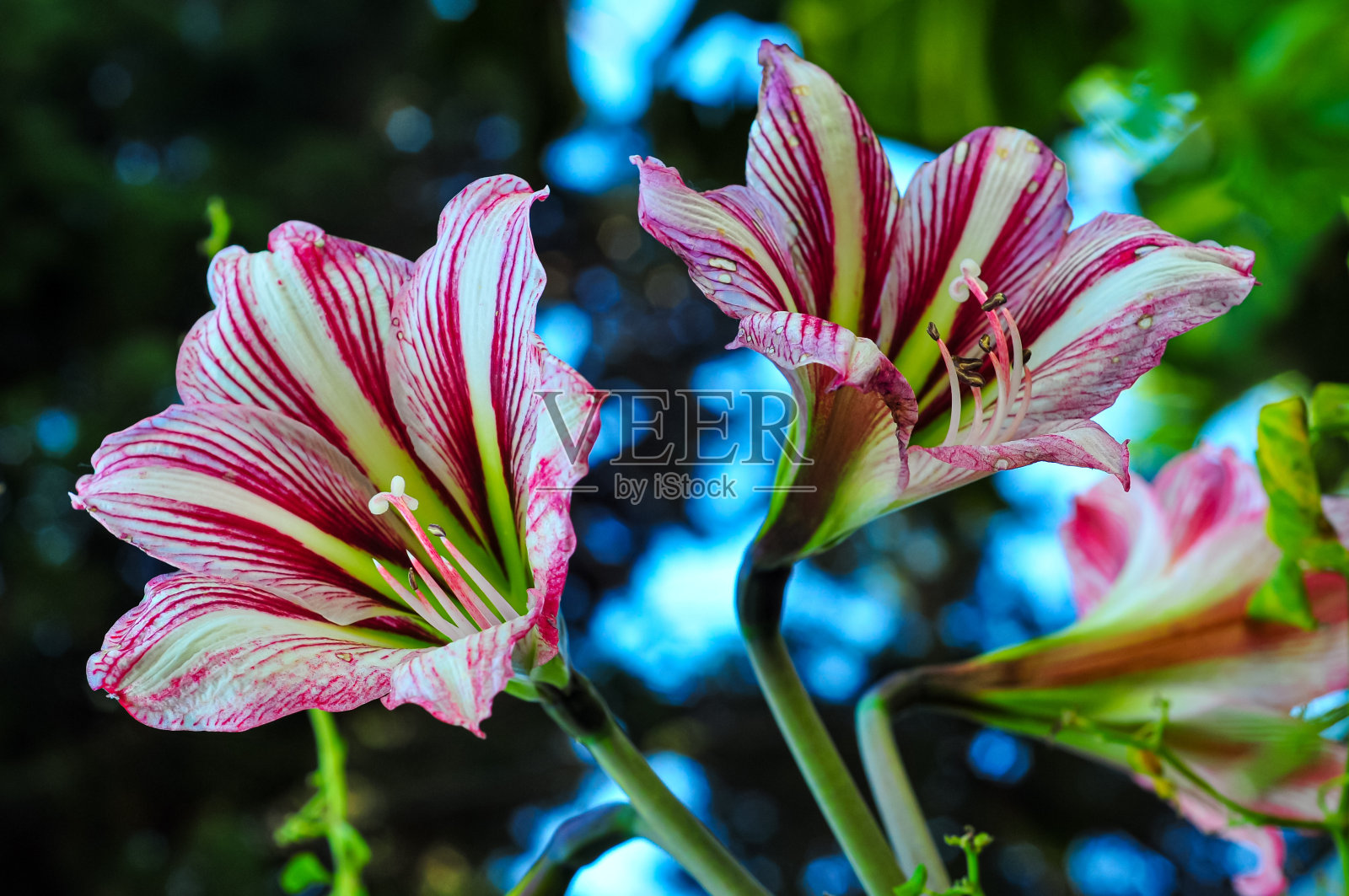 凤仙花生长在花园里,花瓣已经开放了照片摄影图片