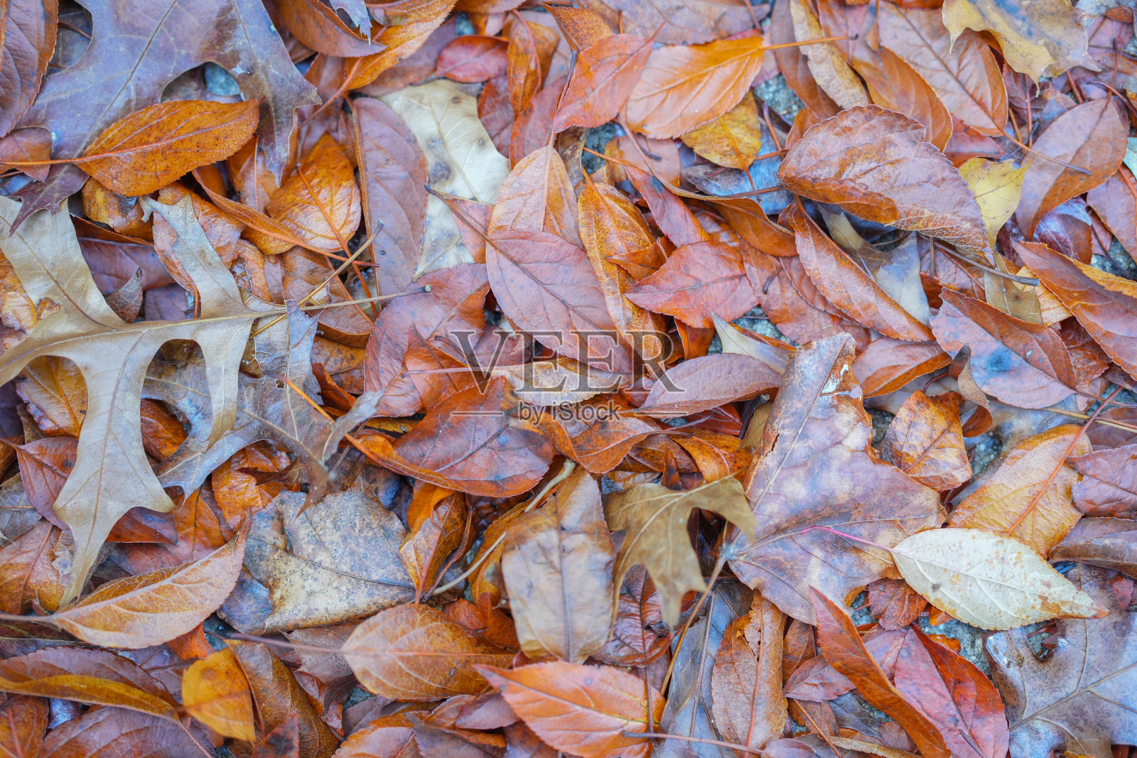 以落叶为季节设计背景照片摄影图片