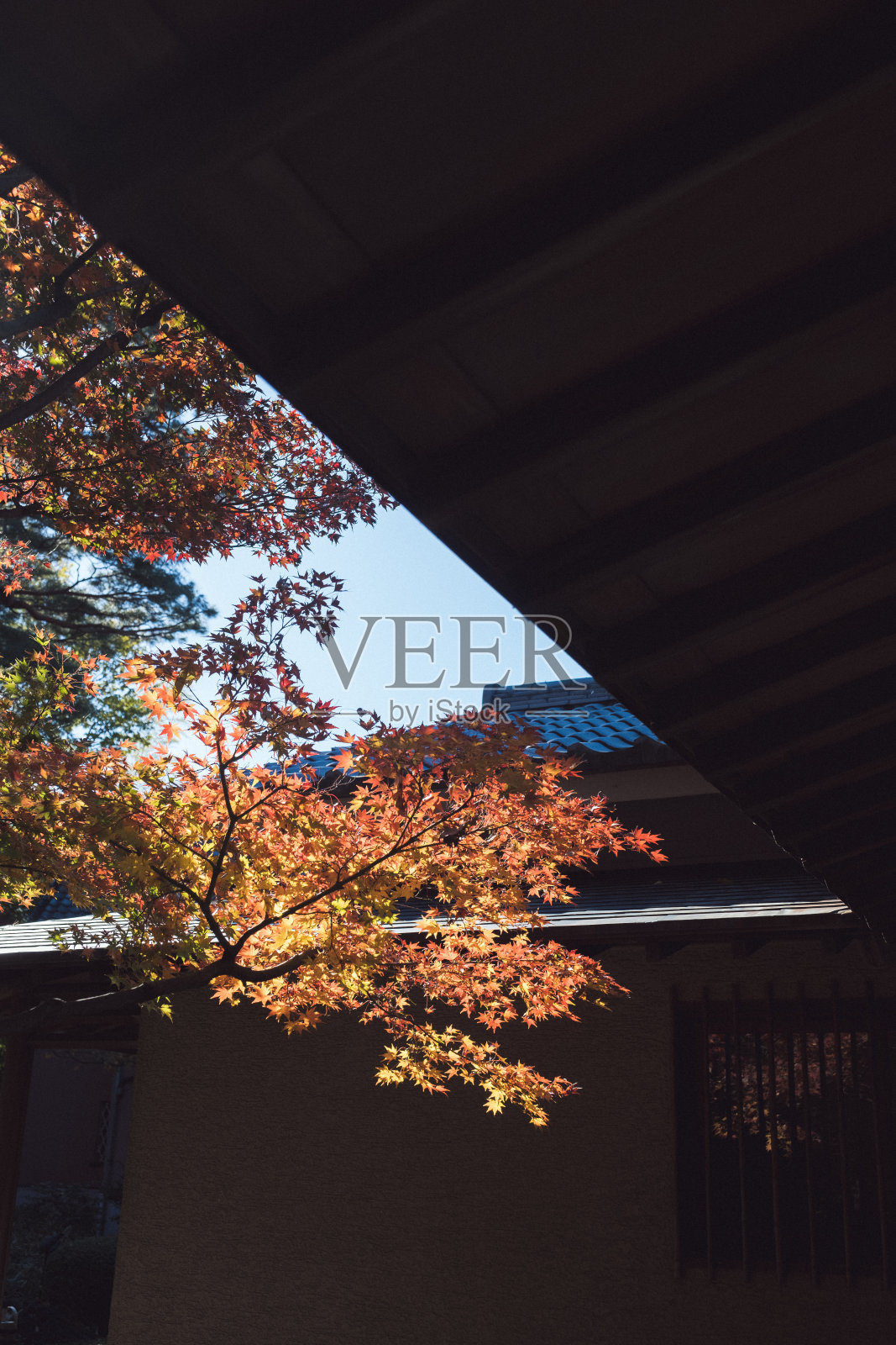 秋叶飘在天空照片摄影图片