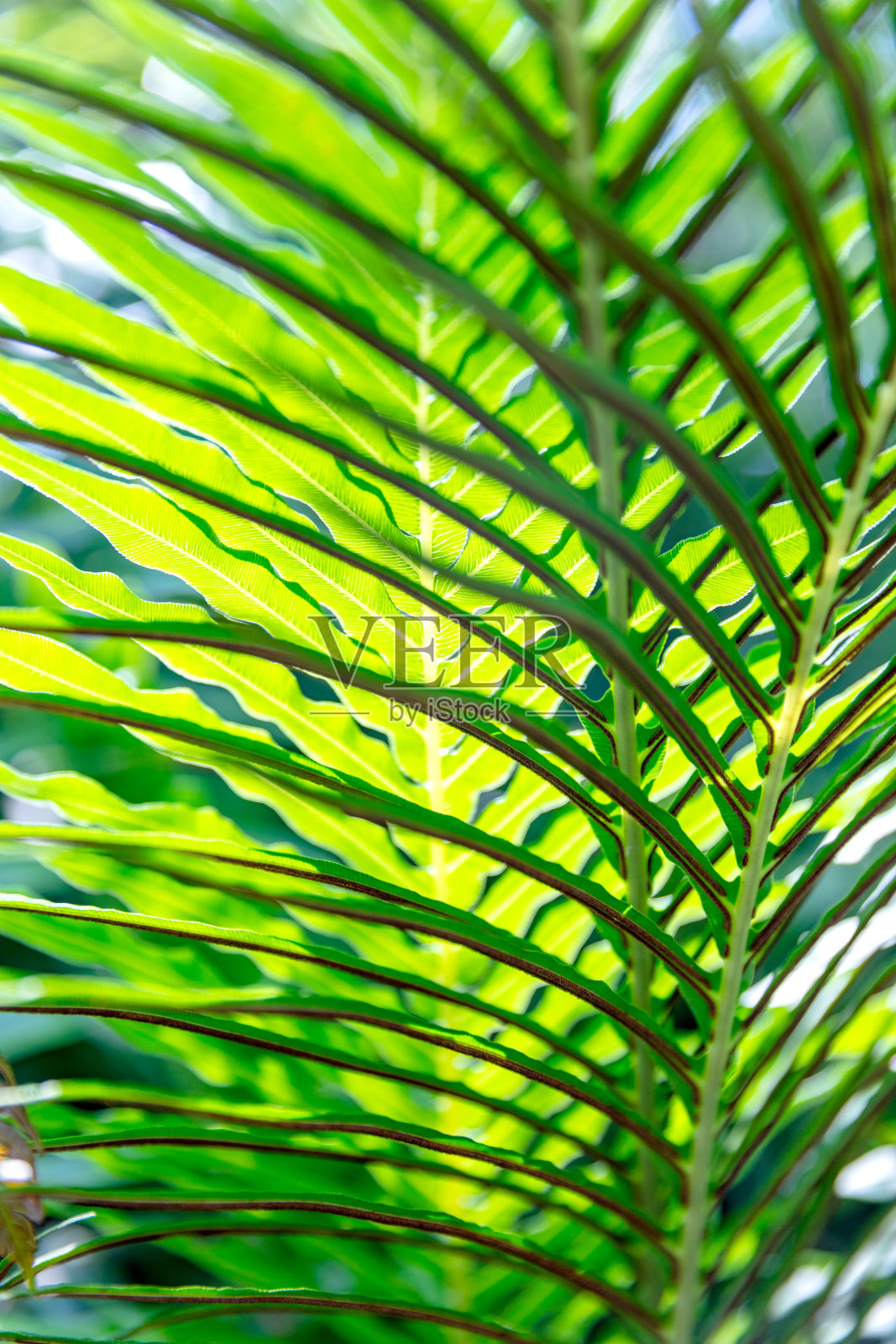 阳光照在温室植物的叶子上照片摄影图片