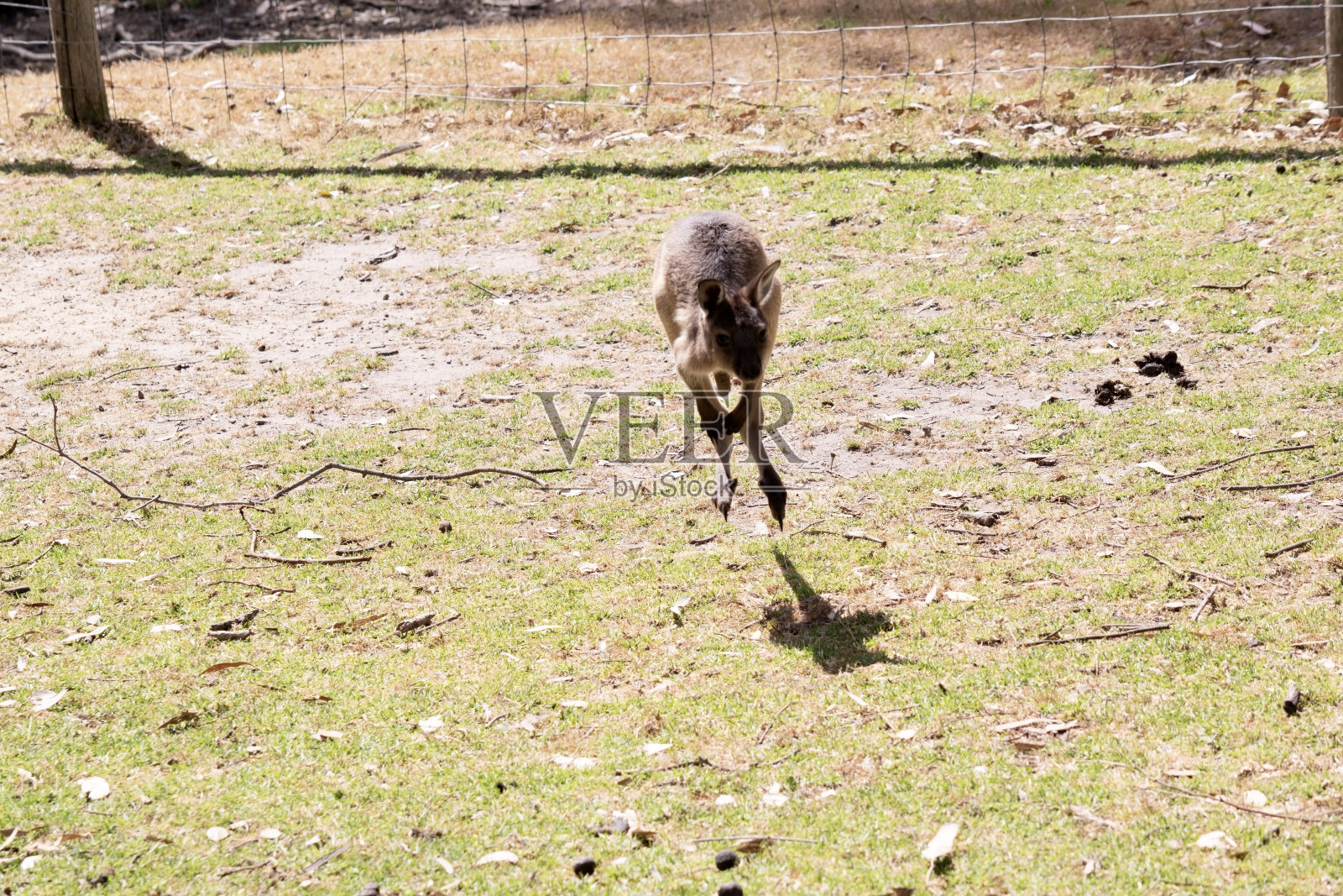 袋鼠跳着穿过田野照片摄影图片