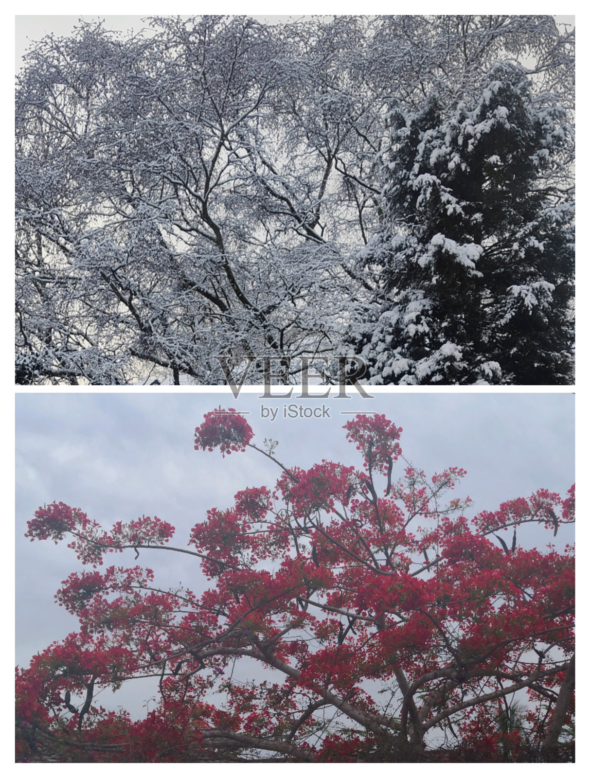 圣诞树照片摄影图片