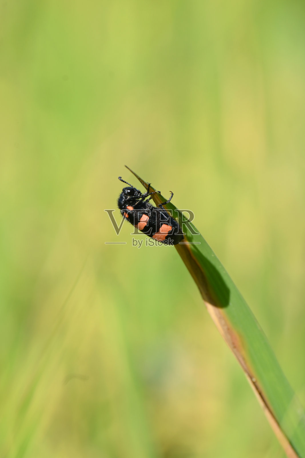 特写橙黑色萤火虫甲虫昆虫hold上水稻植物叶片柔焦自然绿棕色背景。照片摄影图片