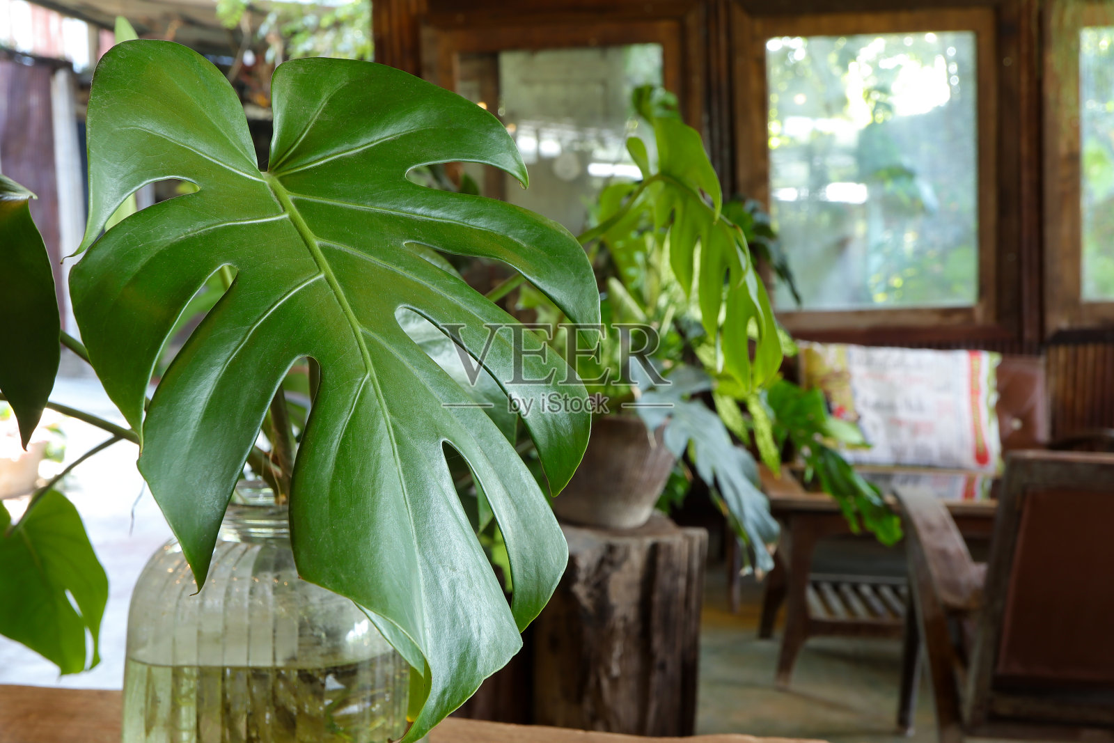 美味怪兽,瑞士奶酪植物在花瓶装饰在咖啡馆和喝咖啡。照片摄影图片