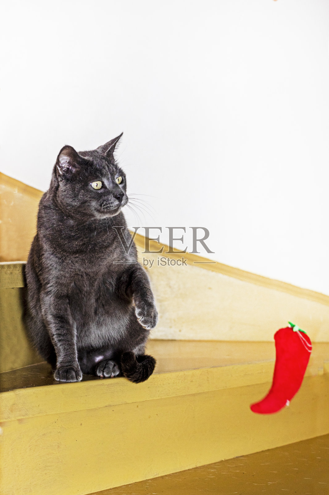 一只美国缅甸猫在木台阶上玩一个柔软的红色玩具照片摄影图片