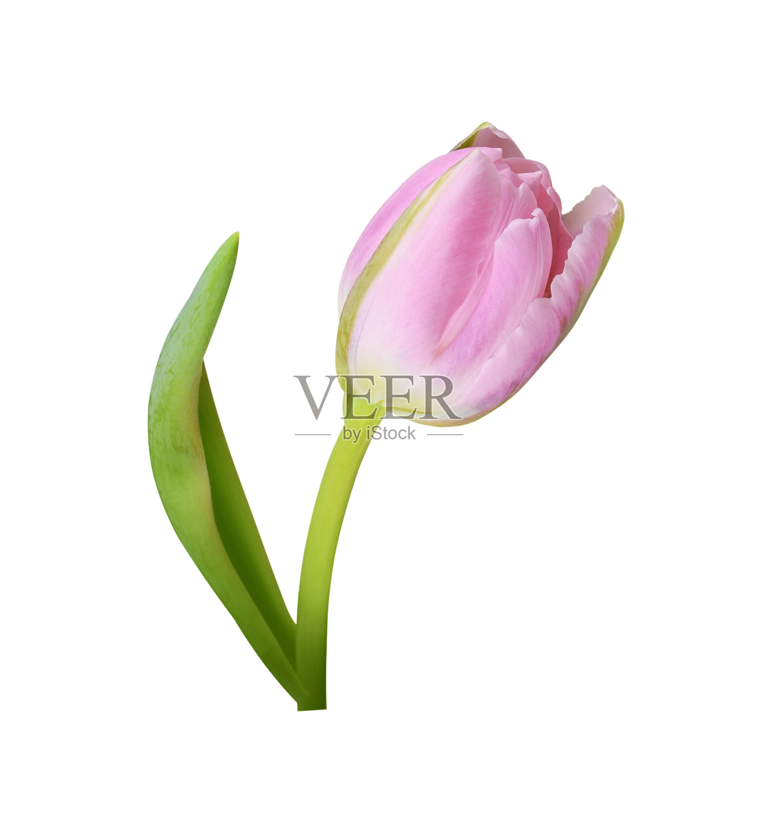 粉红色的郁金香花分离照片摄影图片