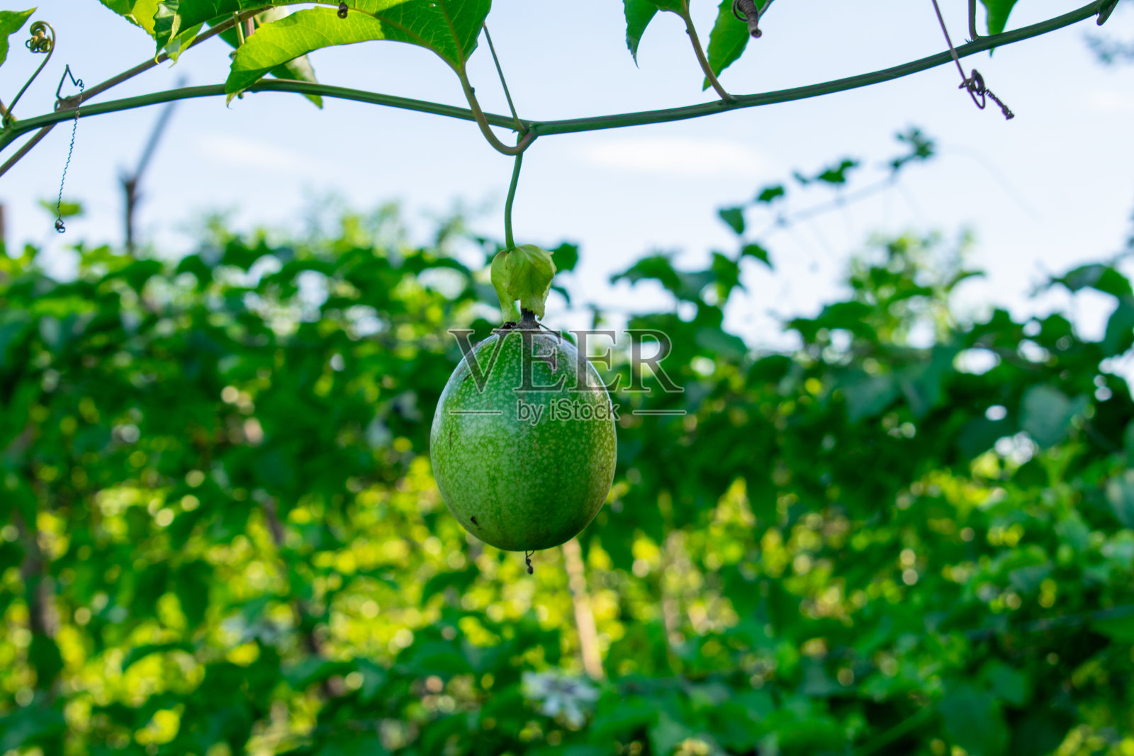 百香果照片摄影图片