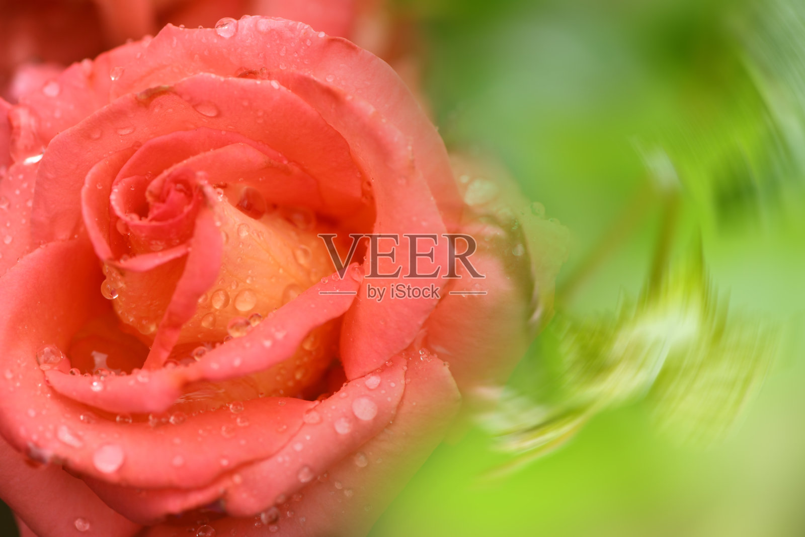 粉红色的玫瑰花。抽象模糊节日背景与自由空间的铭文。侧视图。照片摄影图片