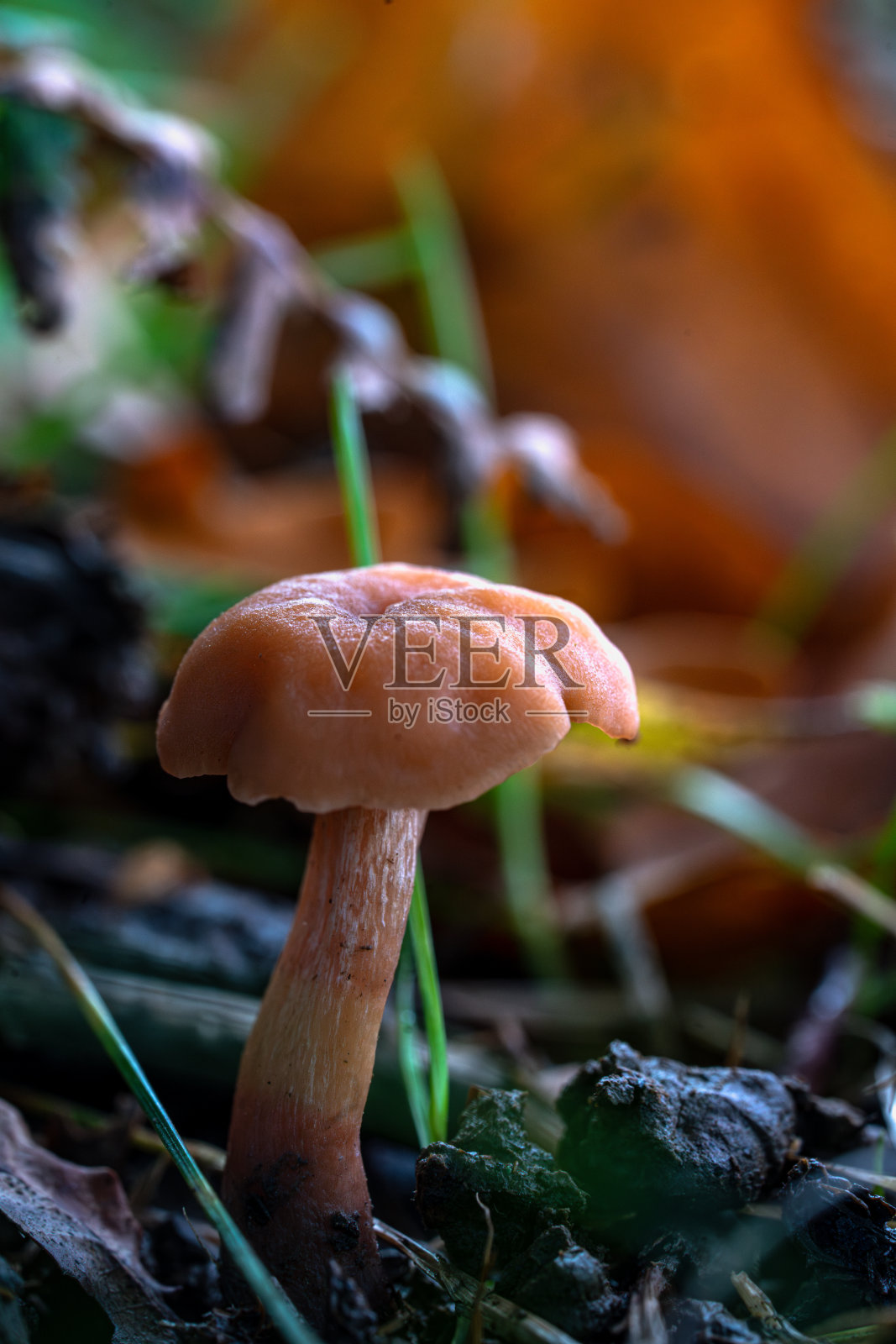 一种叫做双色拉卡菌的森林蘑菇的特写,这是一种长着淡紫色鳃的小蘑菇。照片摄影图片