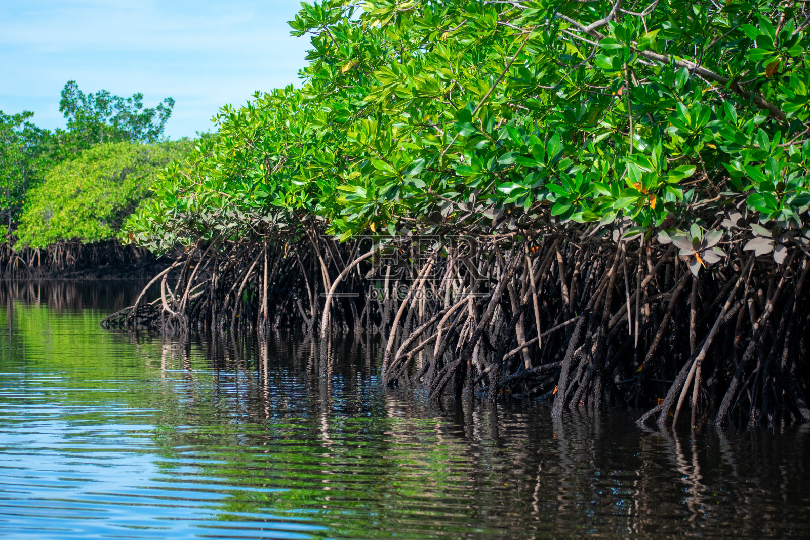 红树林照片摄影图片
