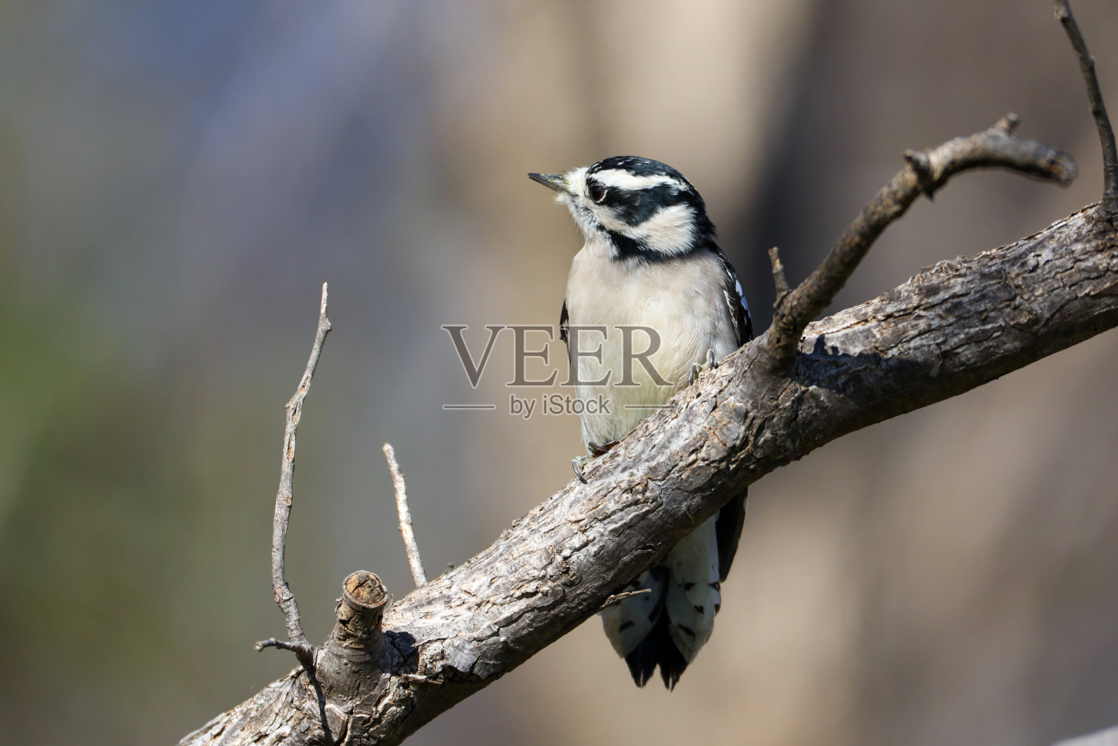 雌性唐尼啄木鸟照片摄影图片