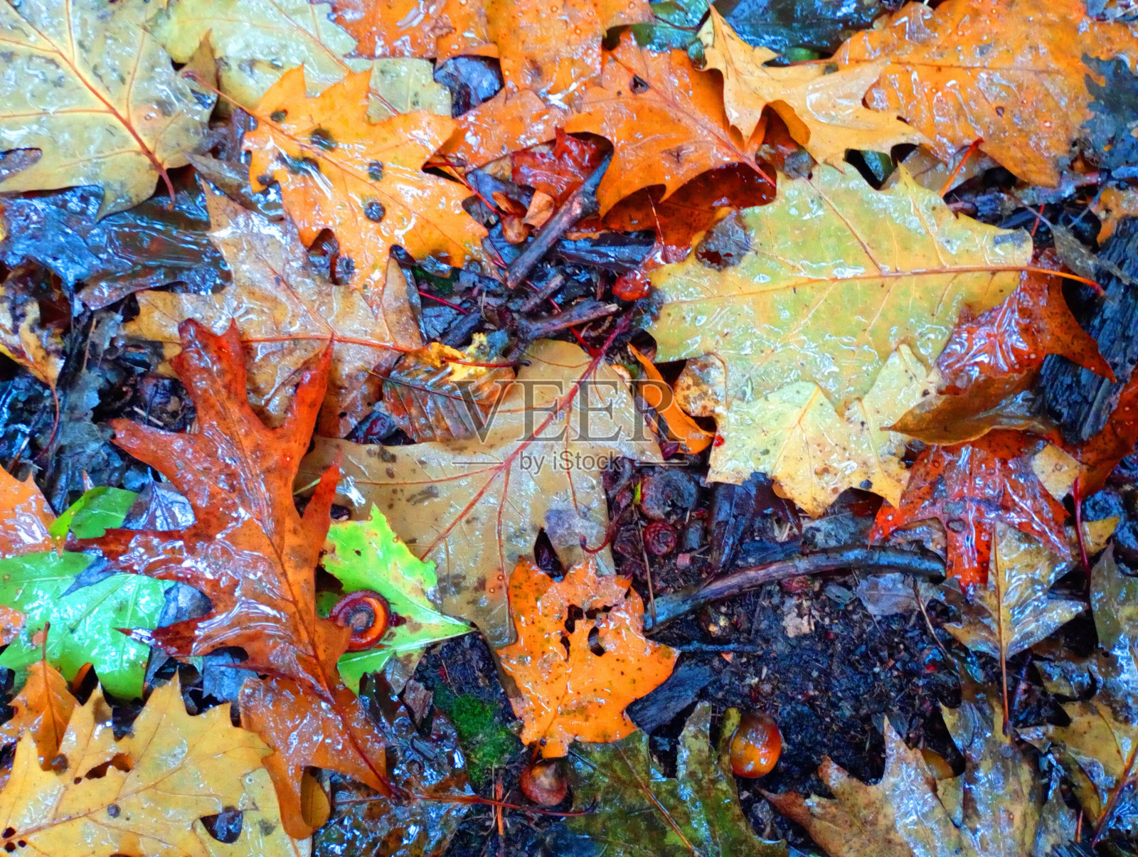 不同深浅和颜色的栎树落叶的纹理。秋天的自然森林纹理。美丽的树叶在森林的地面上。照片摄影图片