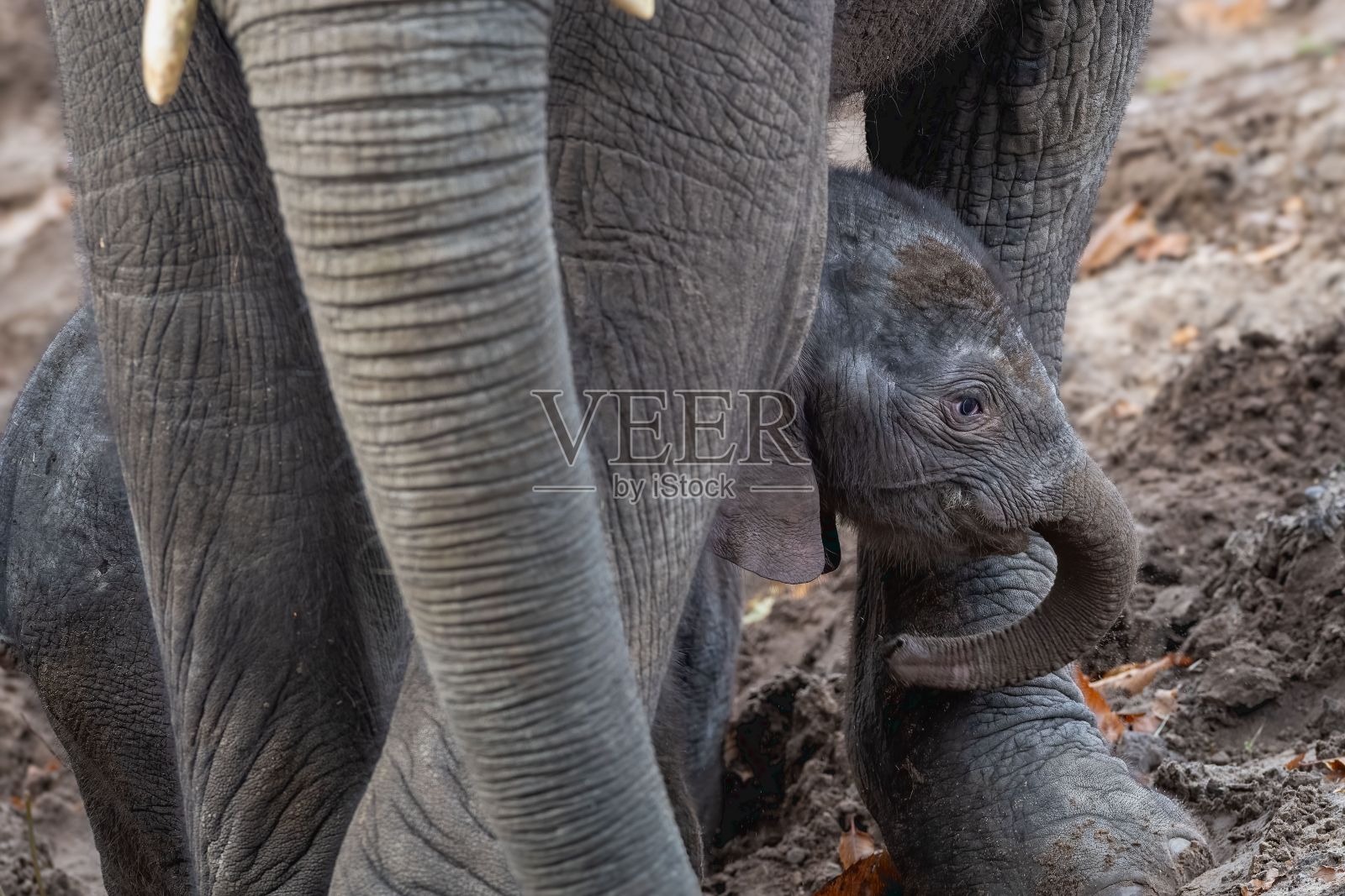 在野外,一只年轻的非洲象在母亲身边徘徊。照片摄影图片