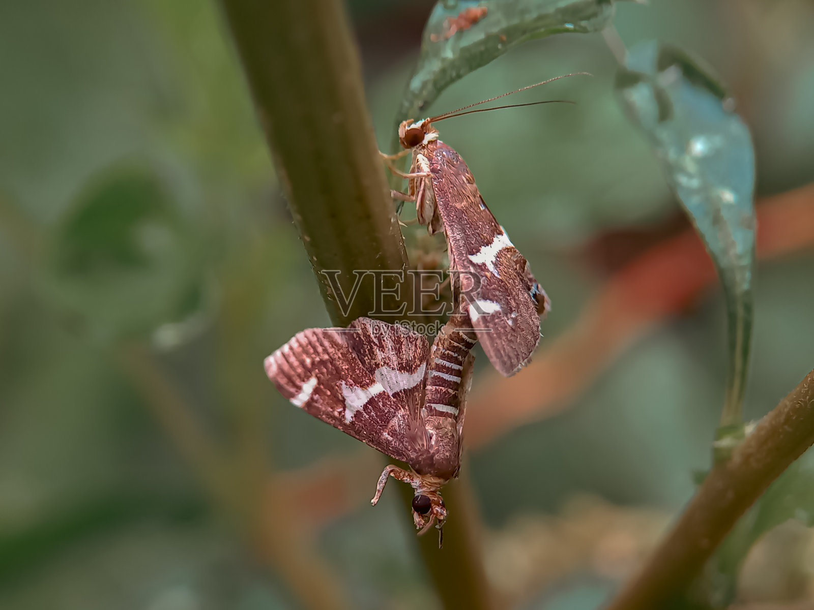 Spoladea recurvalis照片摄影图片