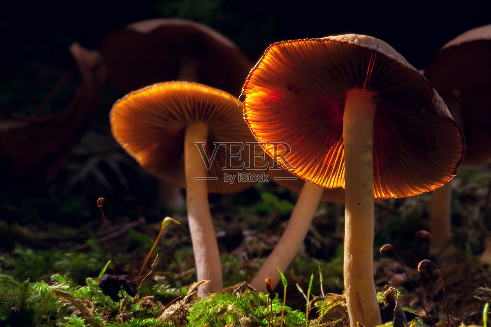 致幻蘑菇照片摄影图片