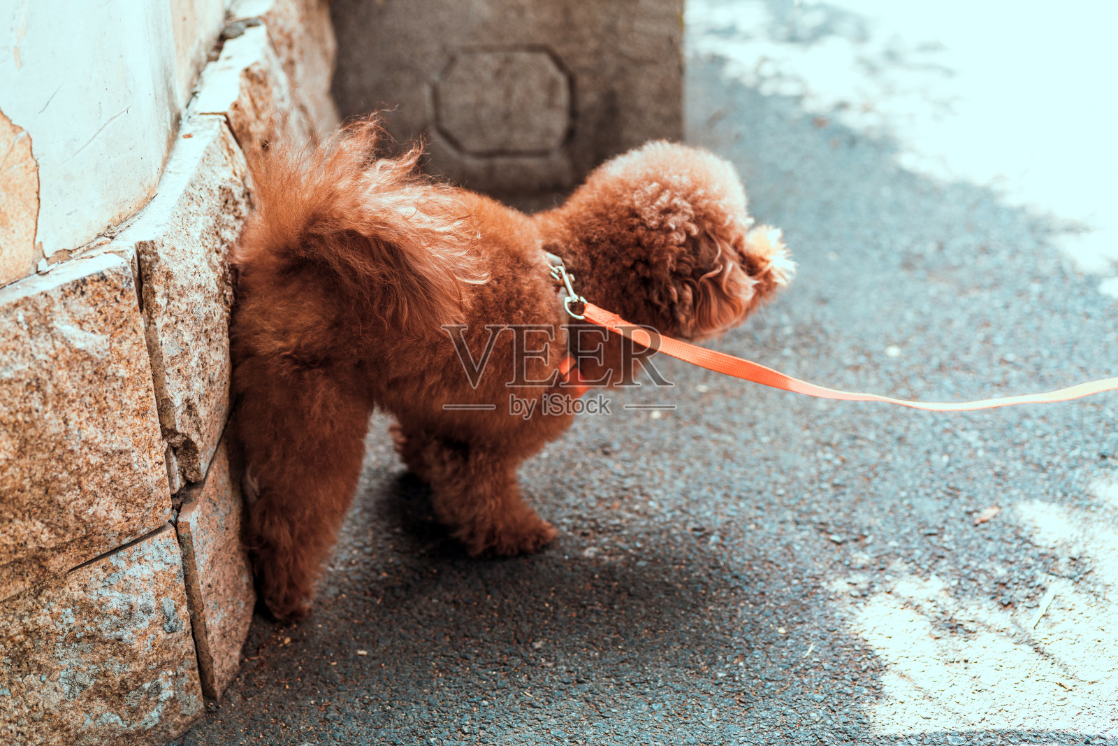 狗撒尿照片摄影图片