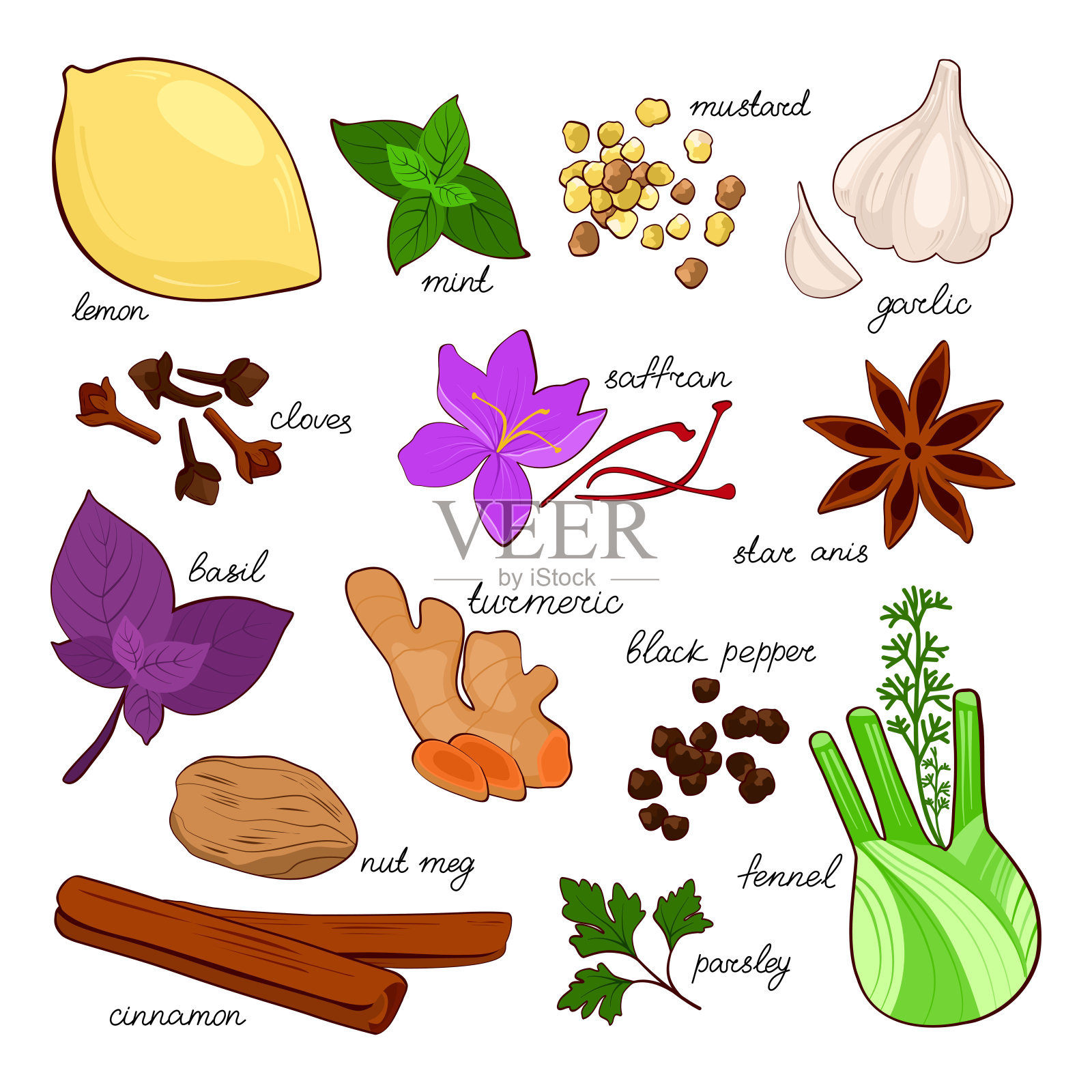 手绘一套香料在白色的背景。矢量插图烹饪项目,品牌,标志,菜单,包装,图案,印刷品。姜黄、肉桂、藏红花、八角、罗勒、茴香、大蒜、胡椒、丁香和肉豆蔻等。插画图片素材