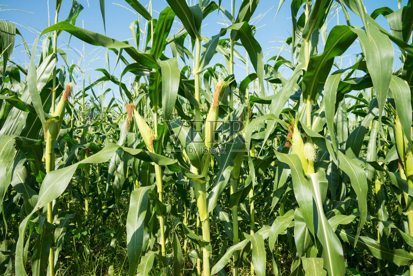 玉米地在一排种植园在晴朗的日子蓝色晴朗的天空背景。照片摄影图片