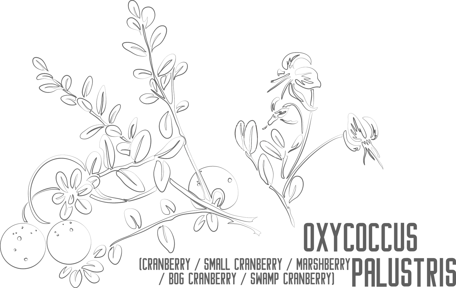 palustris氧球菌植物外形设计元素图片