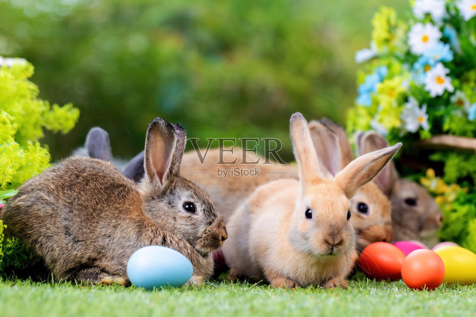 bunny复活节毛茸茸的小兔子或新生的兔子。宝宝可爱的兔子或新出生的可爱的兔子。复活节兔子。复活节的象征。照片摄影图片