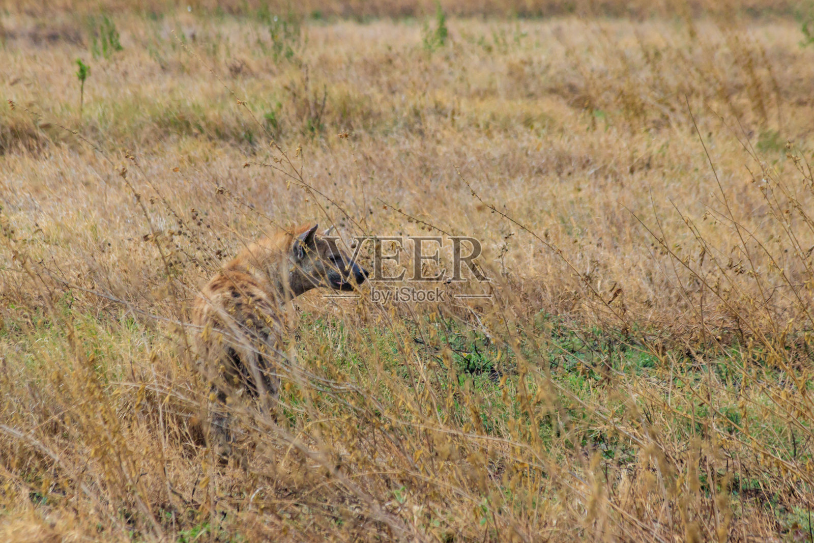 斑点鬣狗(Crocuta Crocuta),也被称为笑鬣狗,在坦桑尼亚的塞伦盖蒂国家公园照片摄影图片