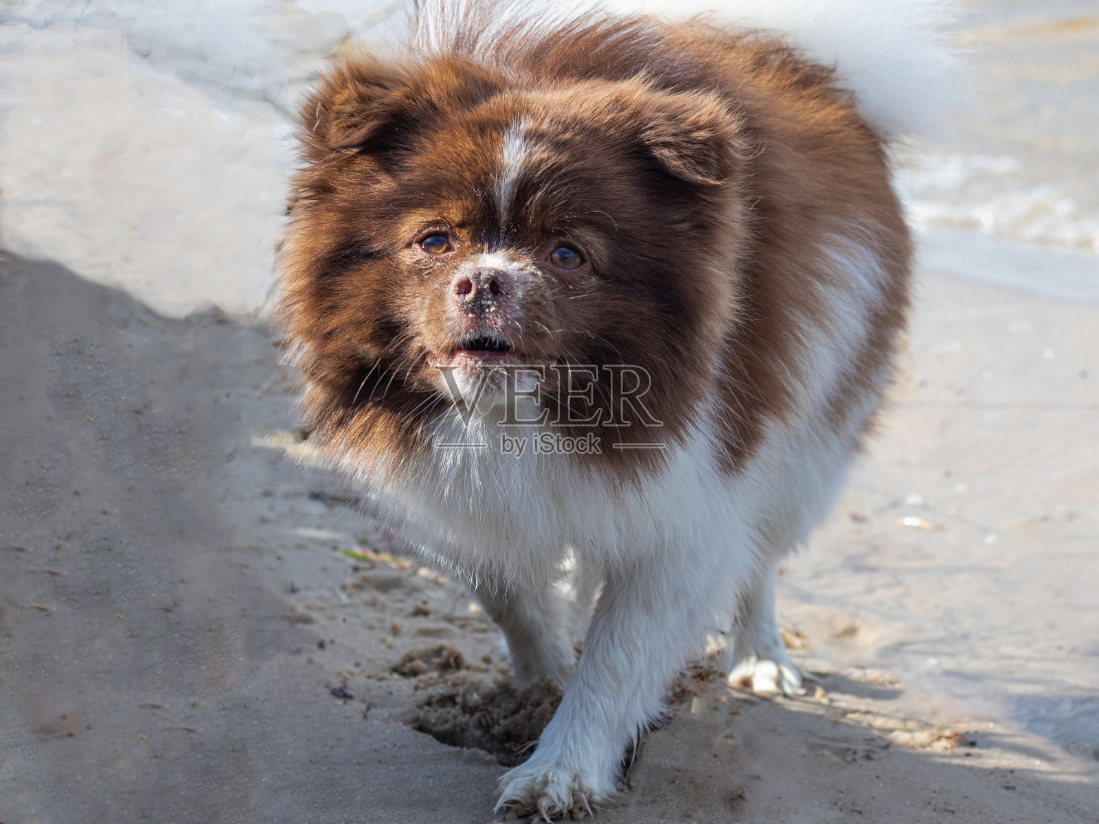 海滩上的狗照片摄影图片