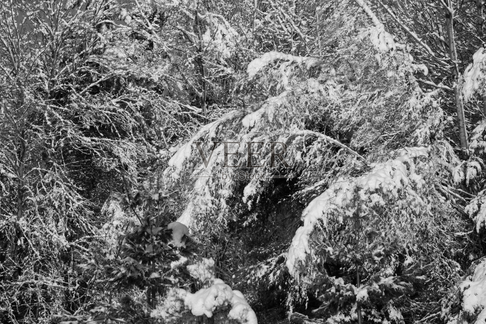 冬天的景色与白雪皑皑的树木照片摄影图片